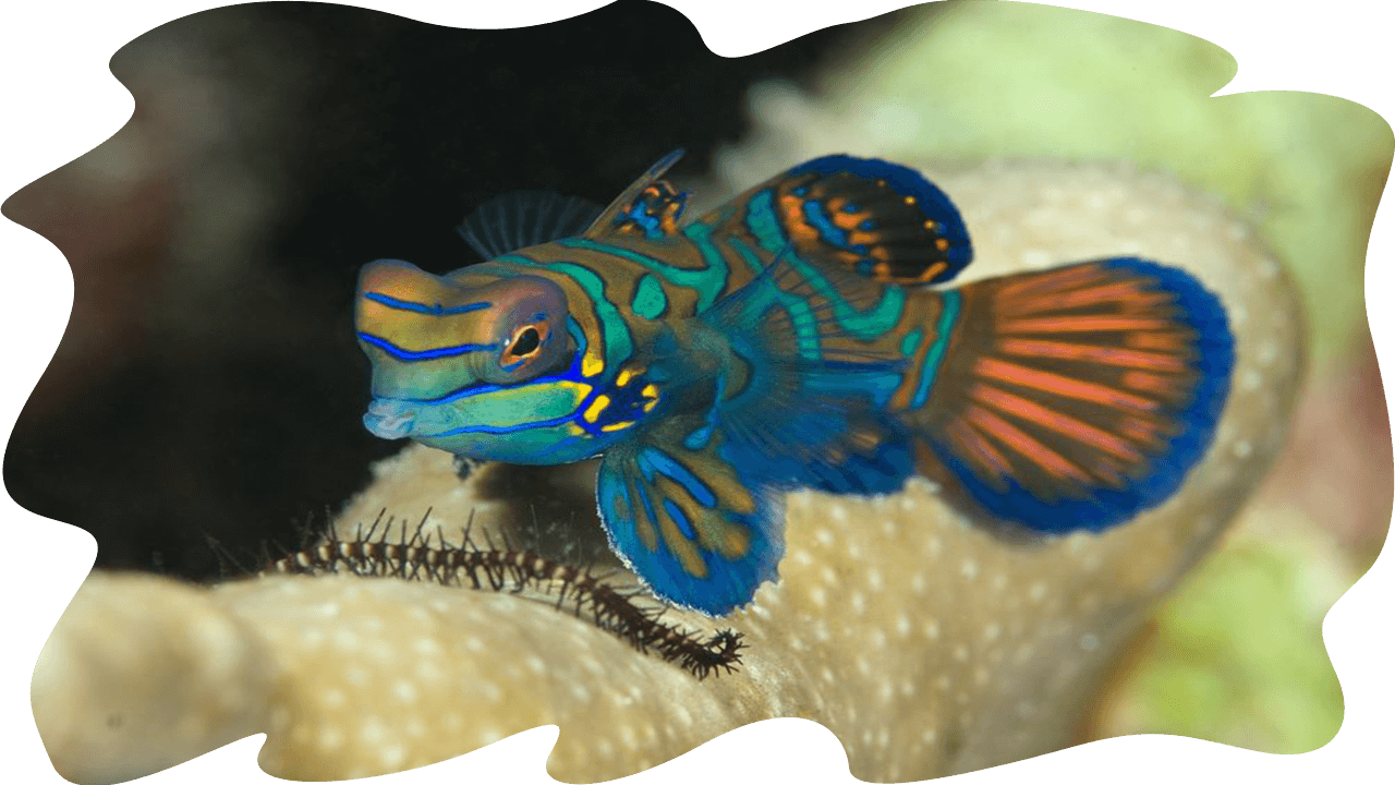 Muck4 - Coral Reef Fish (1280x720), Png Download