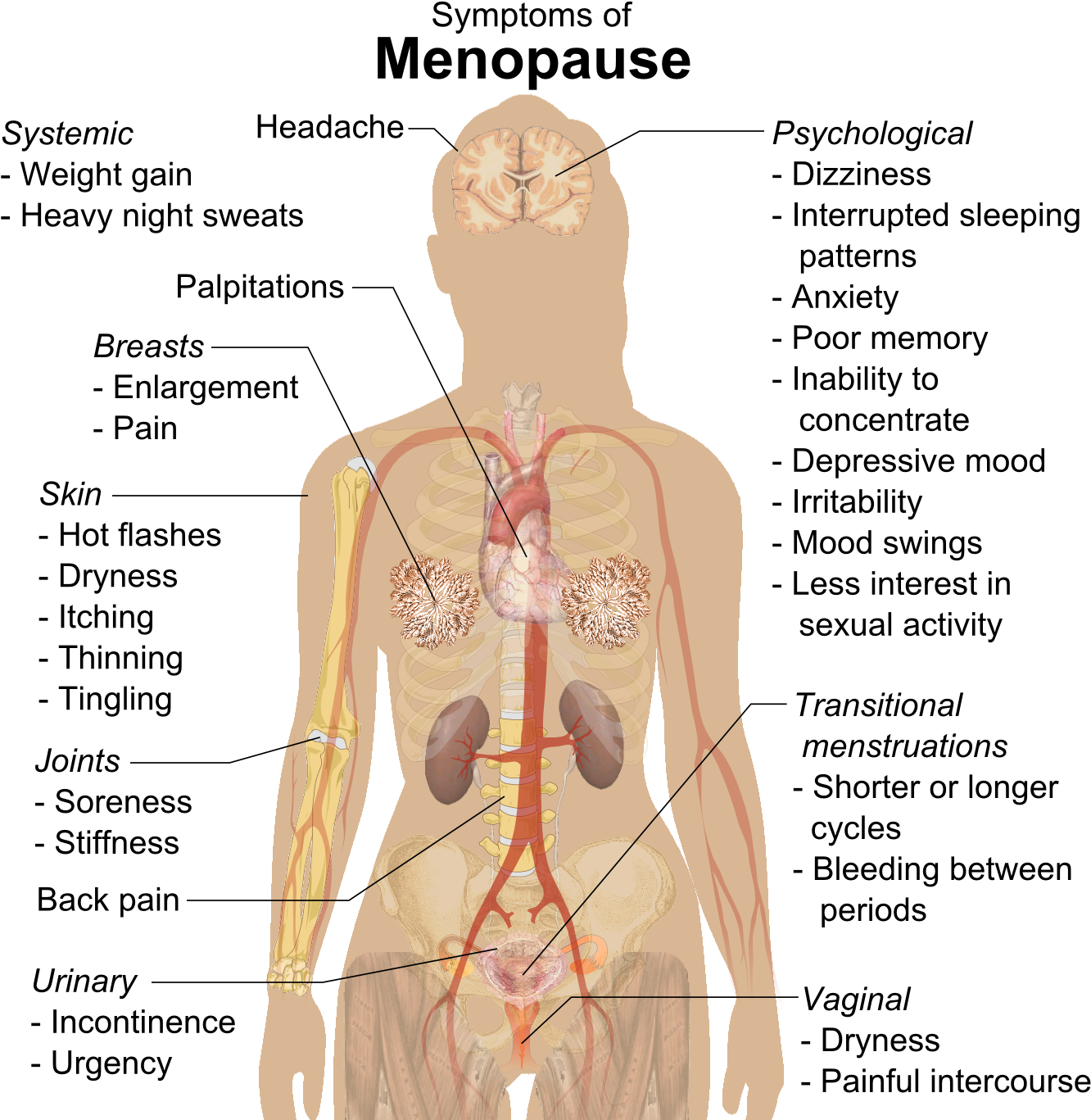 Menopause - Internal Organs Of Man (1363x1377), Png Download