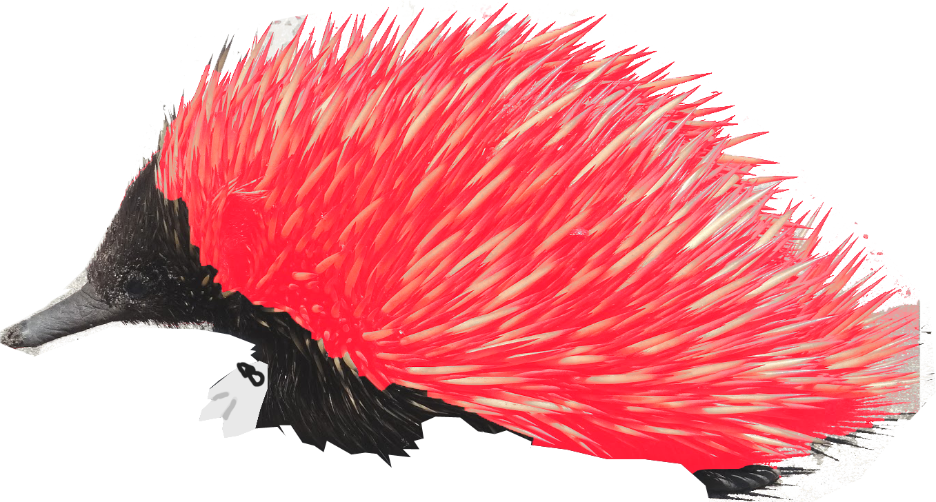 It's Knuckles The Real Echidna - Drawing (1357x728), Png Download