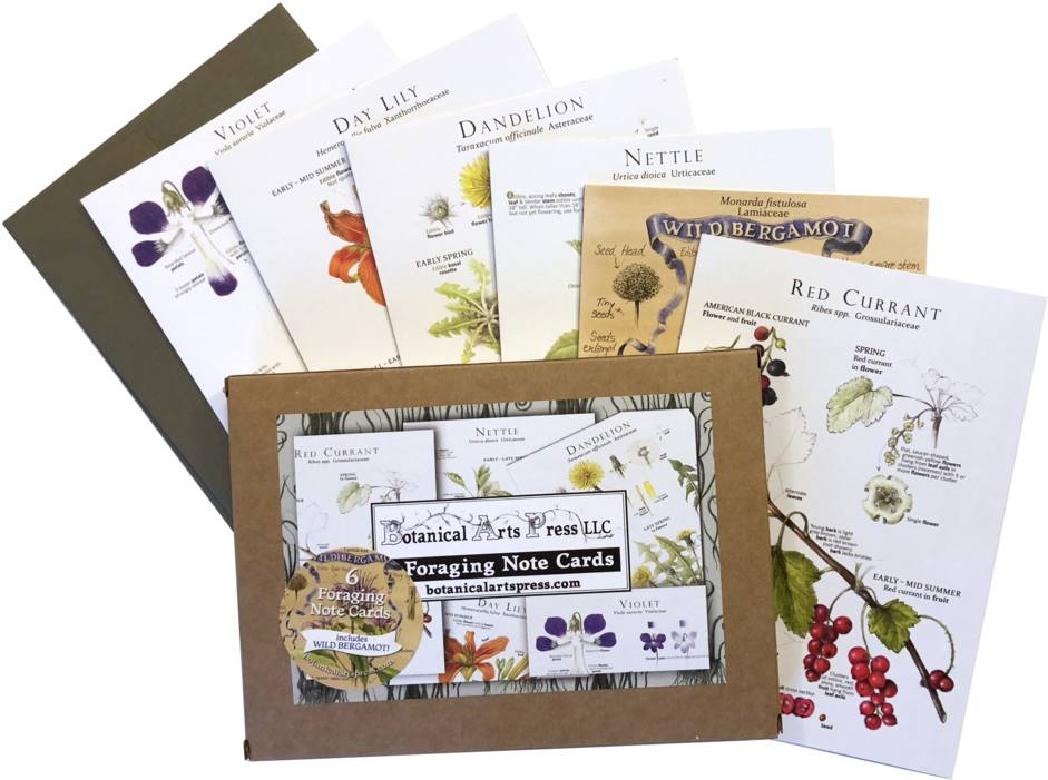 Set Of 6 Plant Identification/recipe Note Cards (1000x1000), Png Download