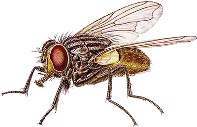 House Fly (400x400), Png Download