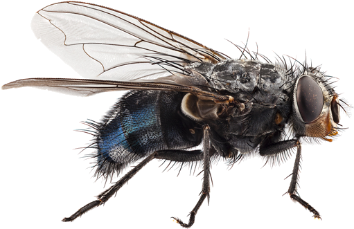 Residual Insecticides- Spray Surfaces Where Fruit Flies - Body Speaks: An Introduction To Forensic Biology (600x400), Png Download