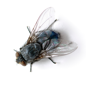 Appearance, They Are Easily Identified By The Metallic - House Fly (400x300), Png Download