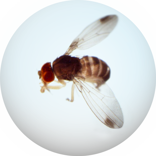 Spotted Wing Drosophila - Fruit Flies (500x500), Png Download