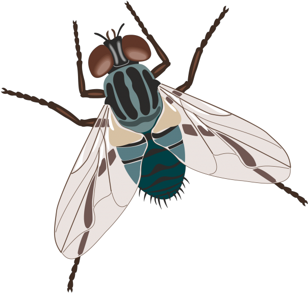 Millones De Imágenes Png, Fondos Y Vectores Para Descarga - Flies Clip Art (640x640), Png Download