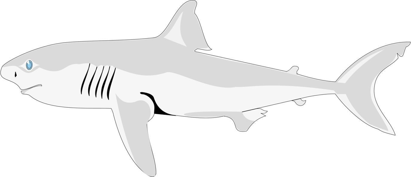 Shark Fish Clipart Four - Guia To Shark Identification Squaliformes (1374x593), Png Download