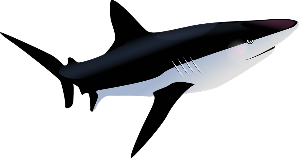 Tiger Shark Clipart Hiu - Tropische Vissen Png (960x507), Png Download