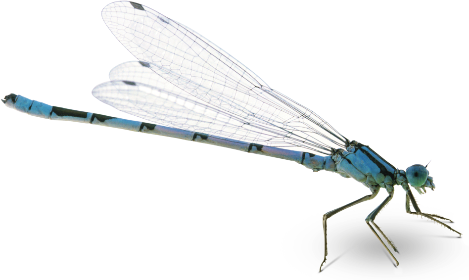 Dragonfly Png Pic - Transparent Background Dragonfly Png (960x572), Png Download