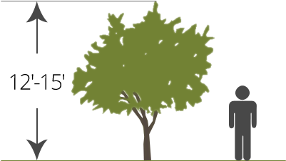 Semi Dwarf Bare Root Tree Size - Tree (400x300), Png Download