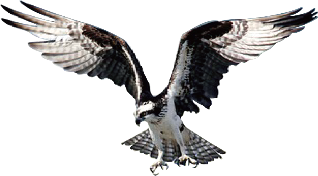 Eagle Bird Hawk Wild Animal Prey 1643086 - Cooler Adler Und Landschaft Postkarte (2232x1324), Png Download