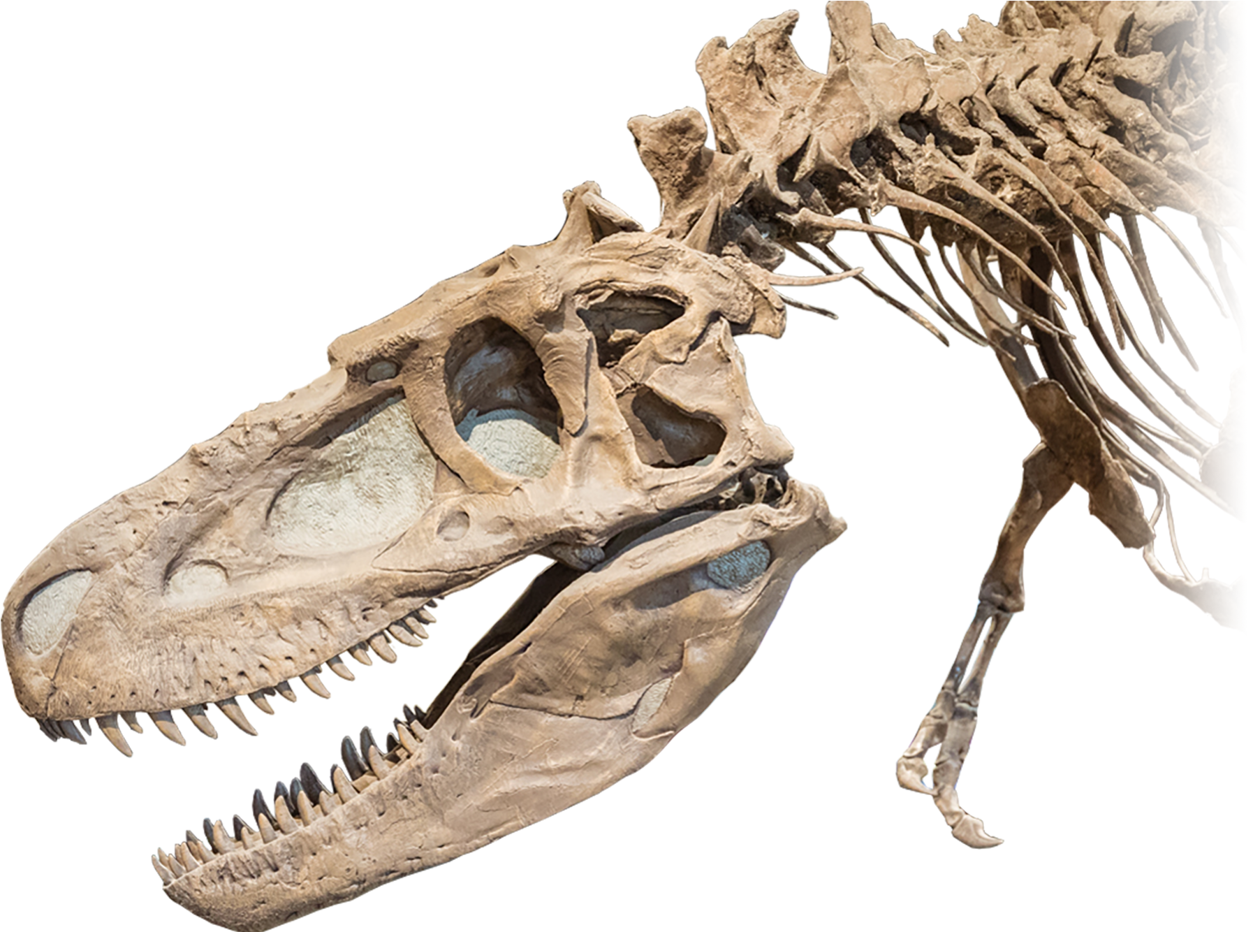 No Alt Exists For This Image - Dinosaur Bones (2000x1333), Png Download