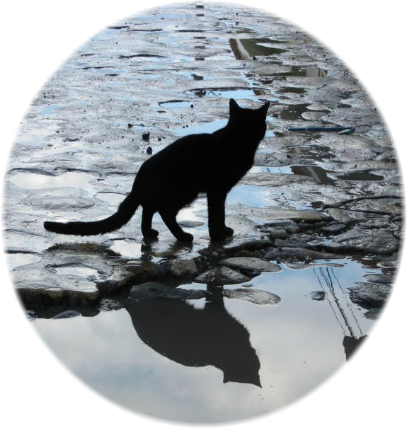 Anonymous-1483479988 - Reflection (575x605), Png Download