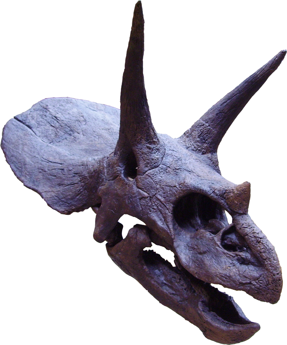 Triceratops Skull, Showing Horns And Frill Oxford University - Triceratops Head Png (1200x1245), Png Download