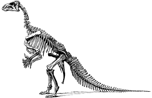 Tyrannosaurus Fossil Skeleton Transparent Png Sticker - Black And White Dinosaur Skeleton (640x412), Png Download