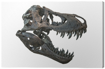 Craneo De Tyrannosaurus (400x400), Png Download
