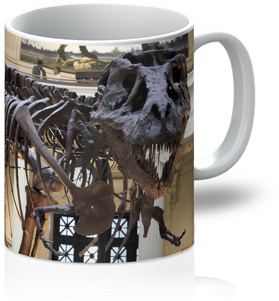 T-rex Museum Fossil - Trex Fossil (1200x1200), Png Download