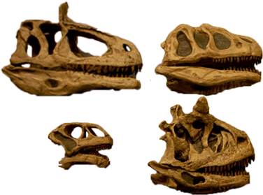 Four Dinosaur Skulls - Dinosaur (400x300), Png Download