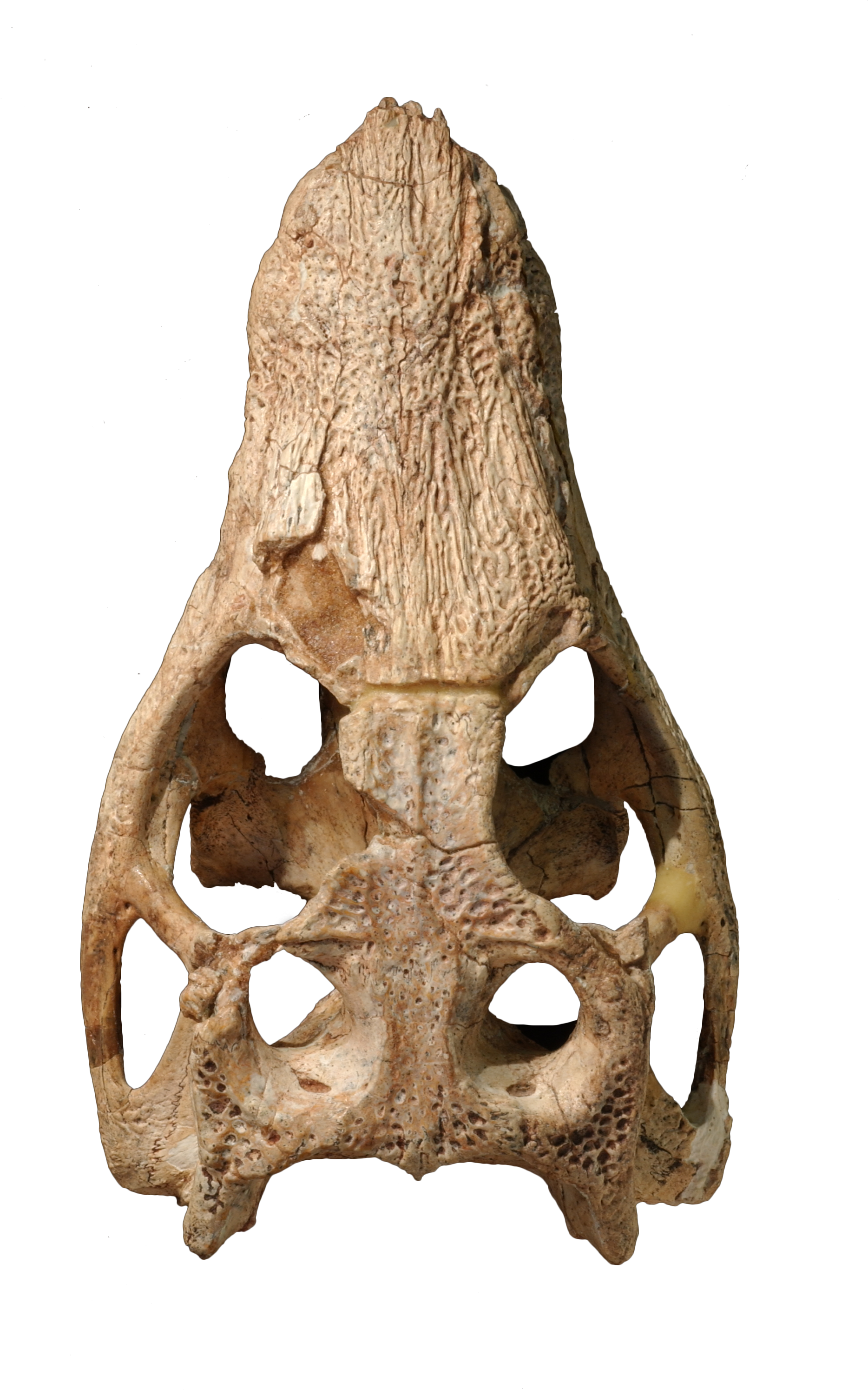 Early Dinosaurs - Araripesuchus Skull (1960x3008), Png Download