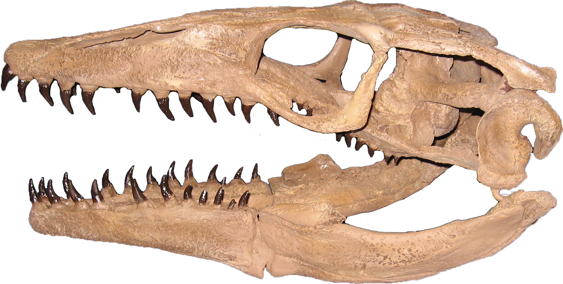 Plioplatecarpus Clean - Plioplatecarpus Tooth (1910x964), Png Download