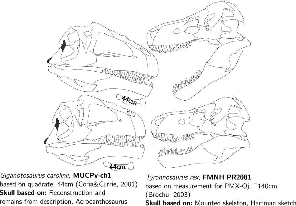 However I Think The Gaping Mouth Makes Fmnh Pr 2081 - Giganotosaurus Skull Vs T Rex Skull (949x661), Png Download
