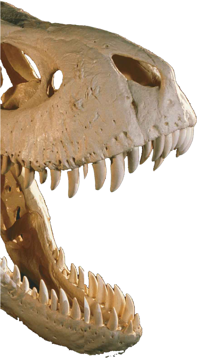 In The Jurassic Park Movies, The Dinosaurs Are The - T Rex (645x1200), Png Download