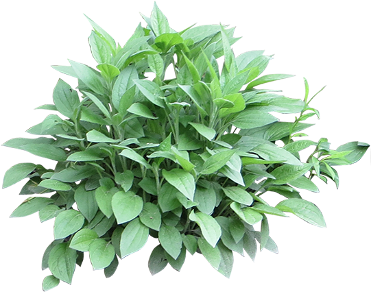 Shrub Divider - Shrubs For Photoshop (551x450), Png Download