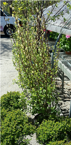 Jacques Flower Shop - Buttonbush (480x480), Png Download