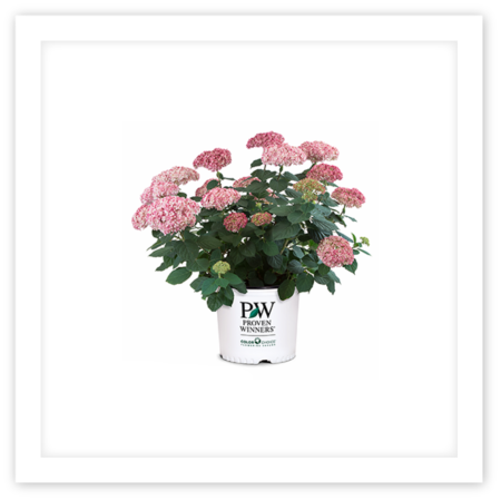 Proven Winners® Colorchoice® Flowering Shrubs - Hydrangea Invincibelle Spirit 2, 3 Gal (450x450), Png Download