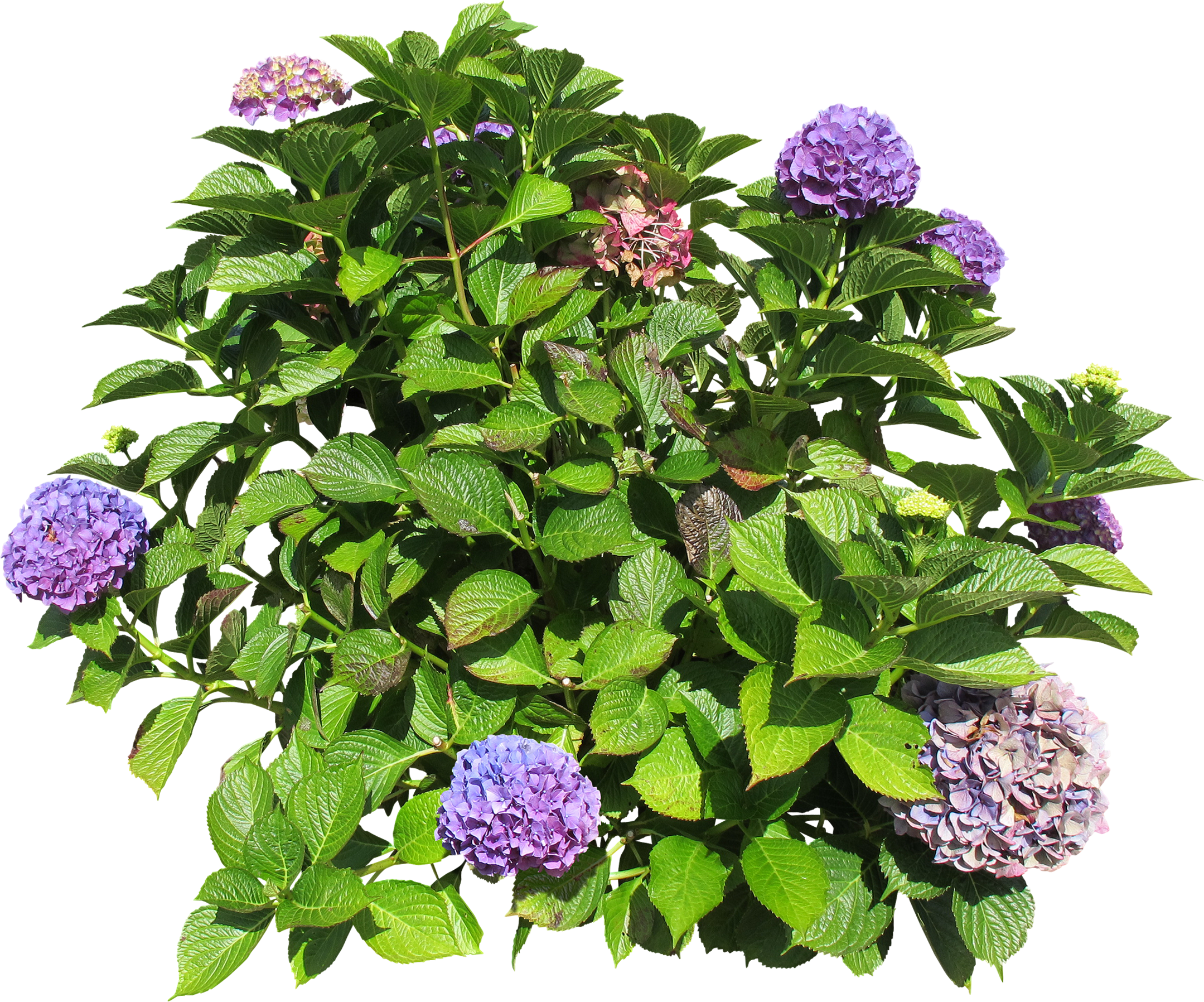 Florists Hydrangea - Hydrangea (2159x1796), Png Download