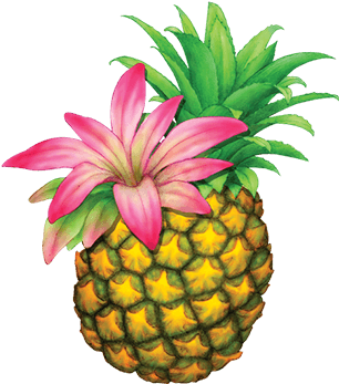 Organically Grown Botanicals In Our Ferment Add Delicate - Pineapple (414x360), Png Download