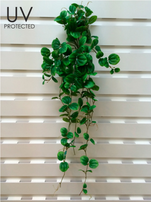 30" Uv Protected Peperomia Hanging Bush Green - Inch (800x800), Png Download