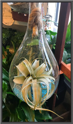 Jacques Flower Shop - Glass (480x480), Png Download