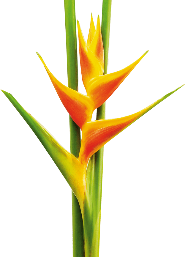 Yellow And Orange Heliconia - Heliconia Png (870x864), Png Download