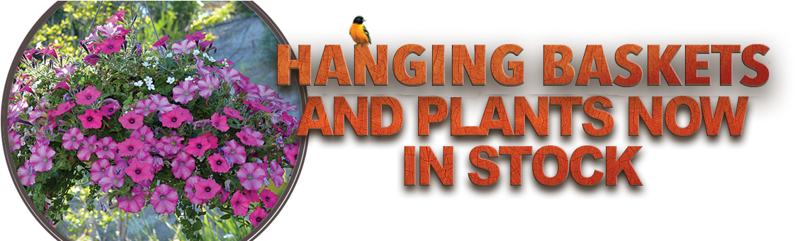 Hanging-baskets - Petunia (1238x339), Png Download