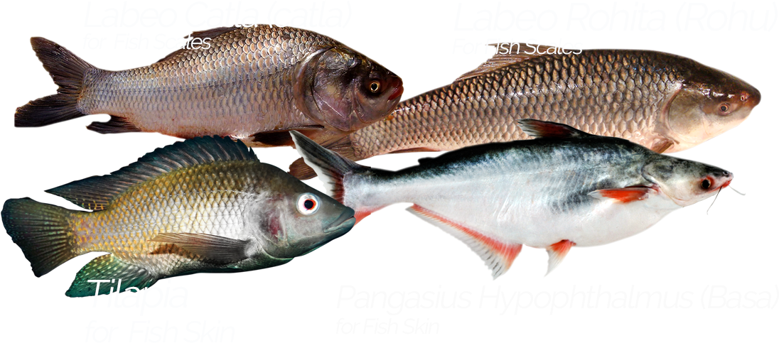 Product Was Successfully Added To Your Shopping Cart - Fish Scale (1140x500), Png Download