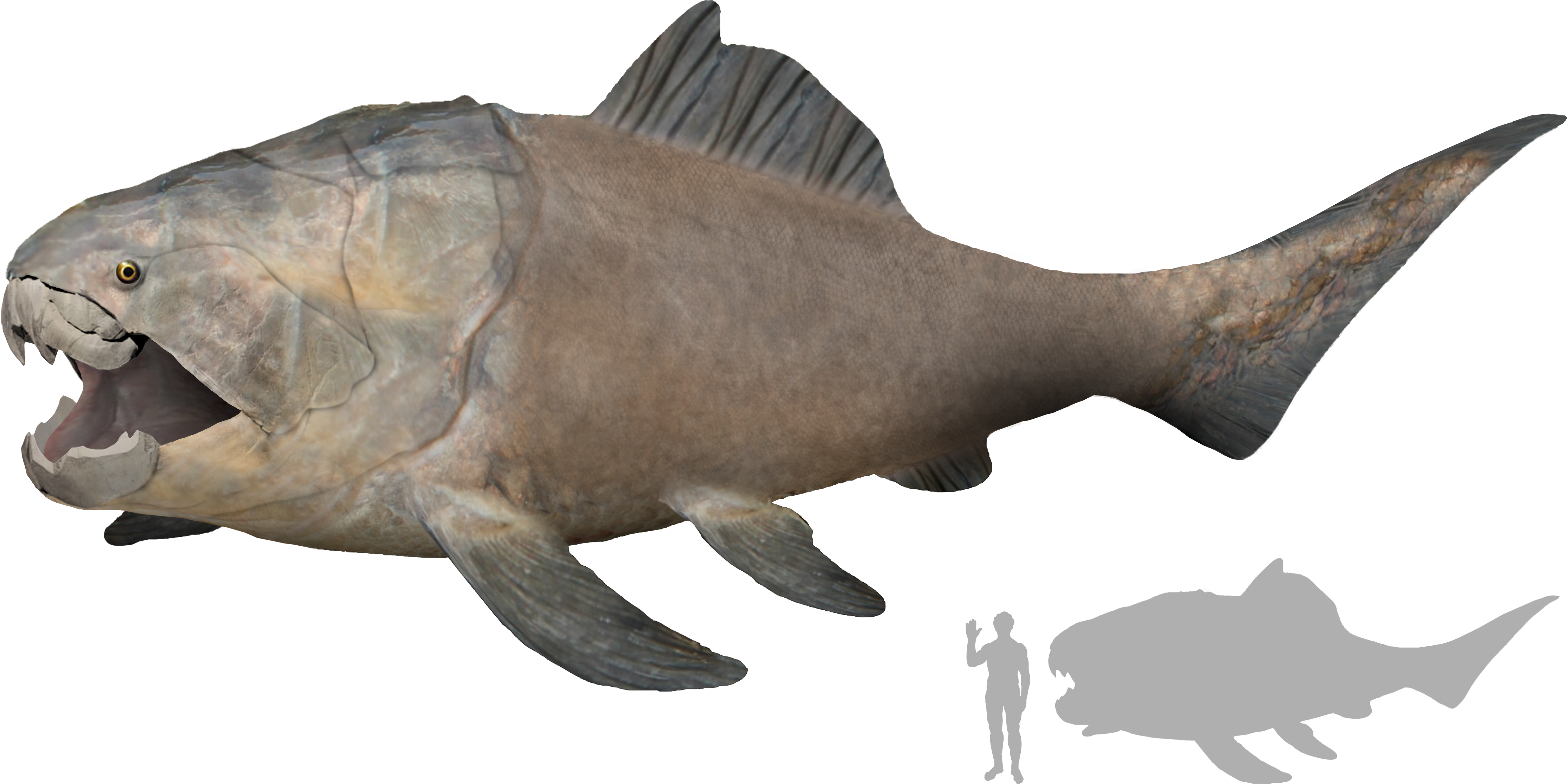 Dunkleosteus Artist's Impression - Size (4887x2526), Png Download