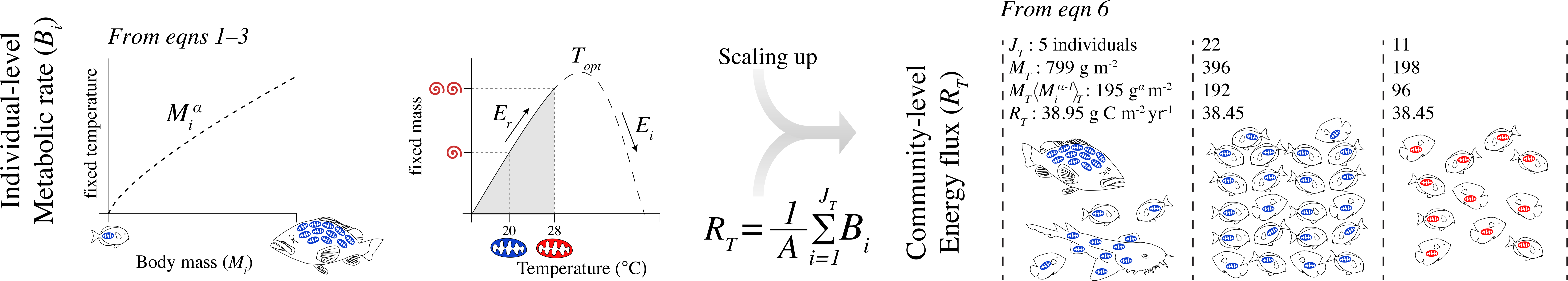 Scaling Metabolism From Individuals To Reef-fish Communities - Diagram (8898x2783), Png Download