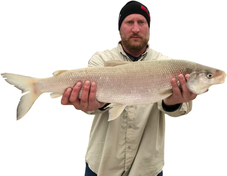 Dustin Meeter Landed His 6 Pound, 3 Ounce Lake Whitefish - Recreational Fishing (1024x767), Png Download