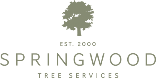Cropped Springwood Tree Main Green E1541278552594 - Tree (500x253), Png Download