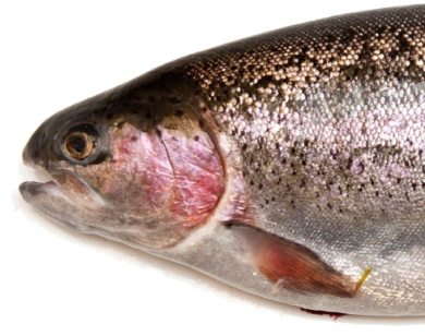 A Face Only A Mother Could Love - Whole Fish Raw (400x335), Png Download