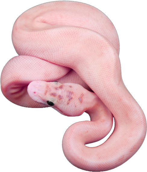 #snake #png #transparent - Mint Green Snake Name (500x656), Png Download