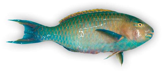 Bullethead Parrotfish - 鹦鹉 鱼 (600x269), Png Download