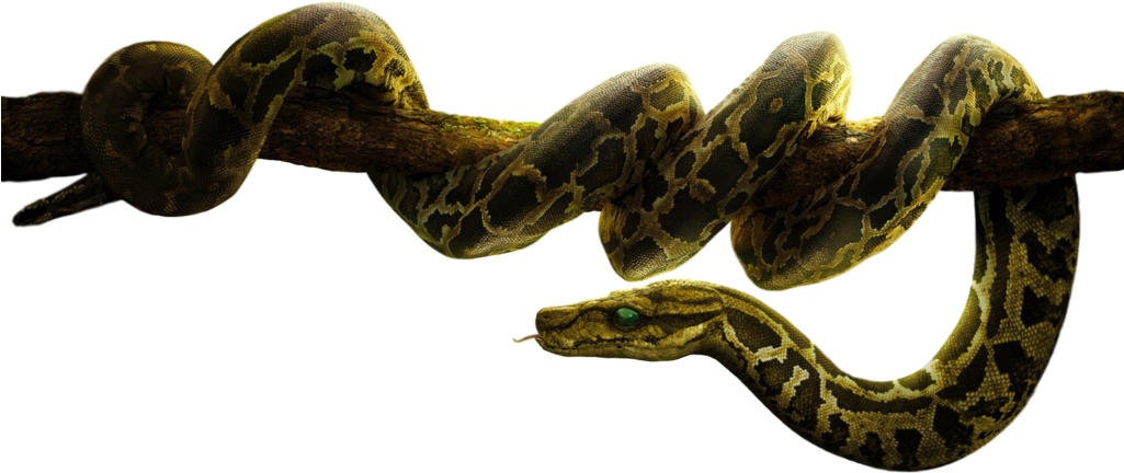 Disney S Kaa Transparent Background By Camo Flauge-db7dwuq - Jungle Book Snake Png (1024x640), Png Download