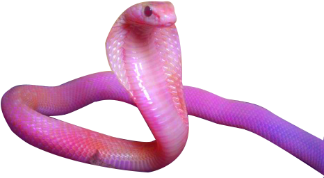 #snake - Snake Aesthetic Art (500x282), Png Download