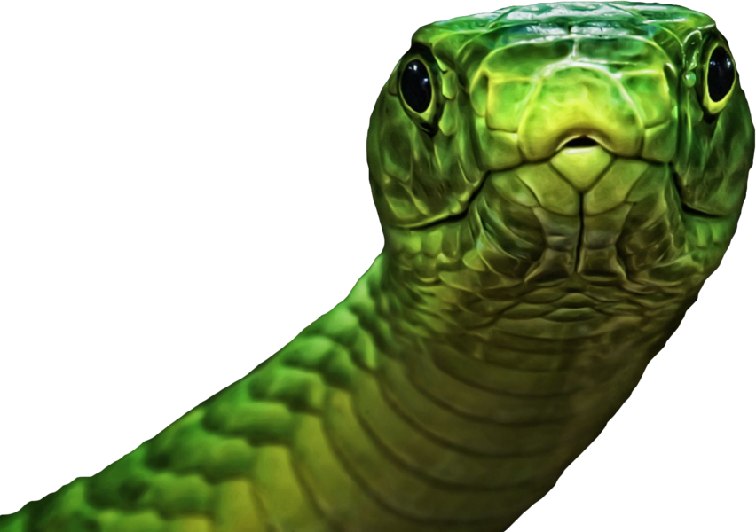 Green - Adult Coloring Book: Stress Relief Coloring Book: 30+ (852x600), Png Download