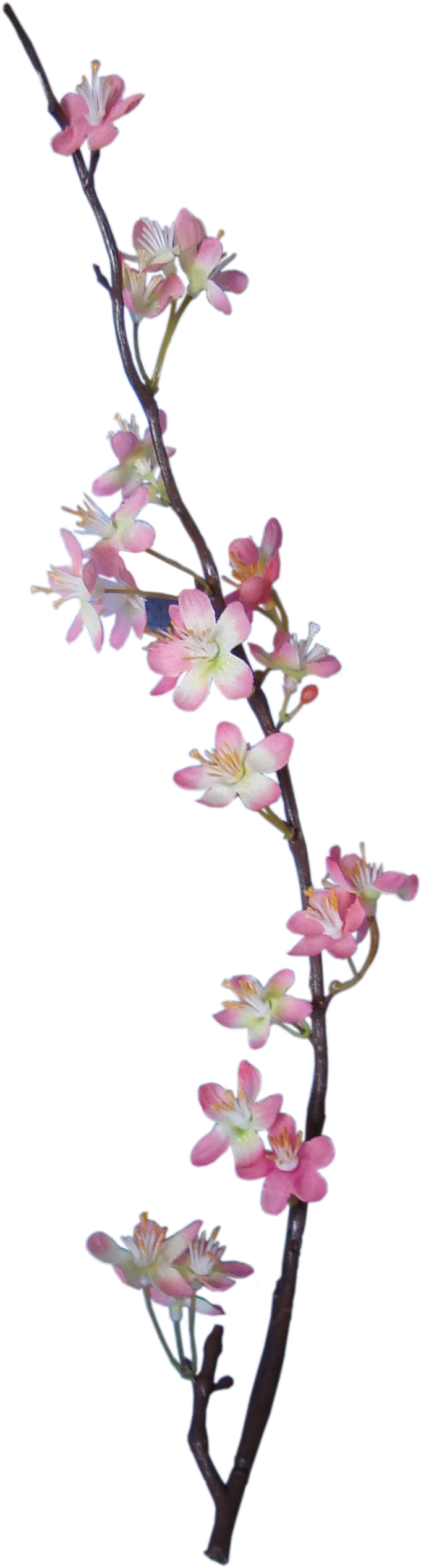 Apple Blossom - Apple Blossom Png (1116x2872), Png Download