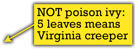 Quiz Thorns - Us And British Virgin Islands Travel Guide: Islands (900x600), Png Download