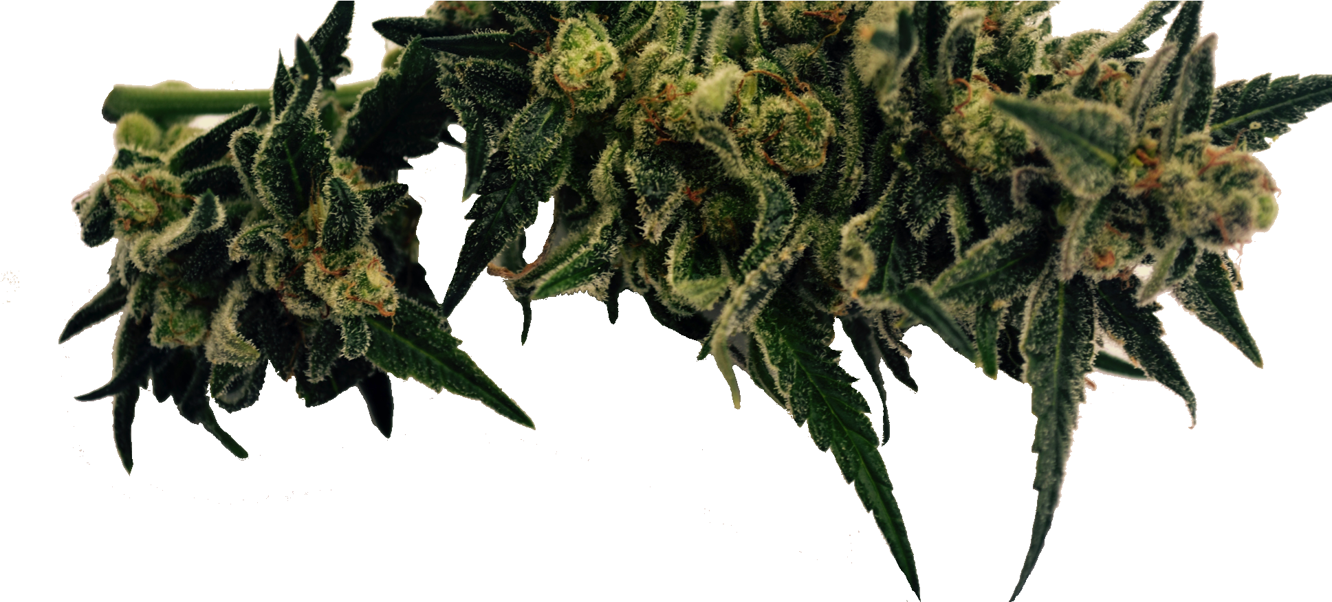 Cannabis (1936x919), Png Download