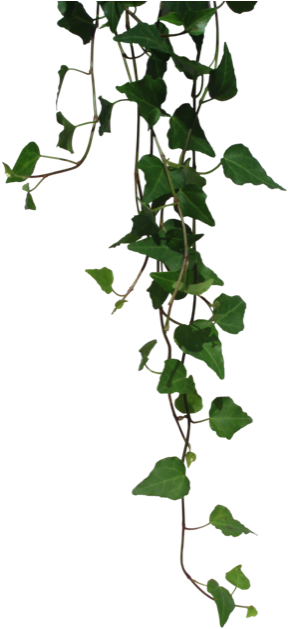 5 / - Clothing (330x640), Png Download