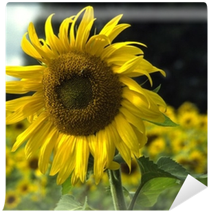 Sunflower (400x400), Png Download